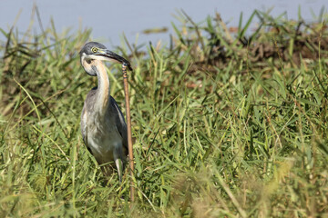 Schwarzhalsreiher und Mosambik-Speikobra / Black-headed heron and Mozambique spitting cobra / Ardea melanocephala et Naja mossambica..