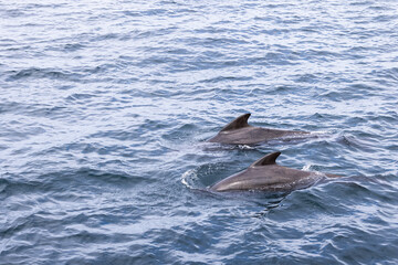 Two pilot whales (Globicephala melas) swim in harmony, their sleek dorsal fins cutting through the...