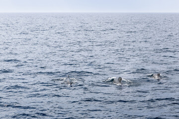 Three adult pilot whales form a line in the Norwegian Sea, their backs breaking the cool, blue expanse under a clear sky