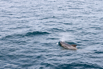 Fototapeta premium A lone pilot whale (Globicephala melas) surfaces, its dark silhouette contrasting with the intricate textures and cool hues of the North Atlantic's waters near Norway