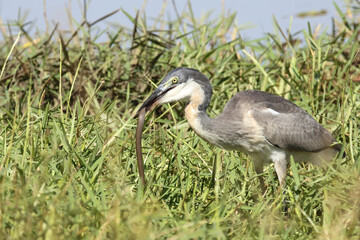 Schwarzhalsreiher und Mosambik-Speikobra / Black-headed heron and Mozambique spitting cobra / Ardea...