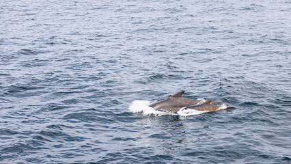 Naklejka premium A young pilot whale (Globicephala melas) stays close to its mother, their synchronized swim captured in the cool, vast expanse of the sea near Andenes, Norway