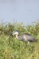 Schwarzhalsreiher und Mosambik-Speikobra / Black-headed heron and Mozambique spitting cobra / Ardea...