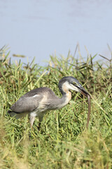 Schwarzhalsreiher und Mosambik-Speikobra / Black-headed heron and Mozambique spitting cobra / Ardea melanocephala et Naja mossambica..