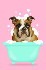 Contemporary art collage. Bulldog in teal bathtub surrounded by soap suds and foam against pink...