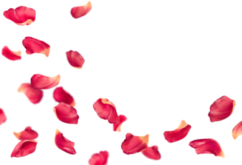 pink tulip petals fly in a semicircle, on an isolated white background