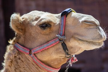 Jordan Petra. Camels in capital of the Nabatian kingdom awaiting tourists. Close-up of majestic camel head. Camel as means of transportation on blurred background of rocks of ancient city.