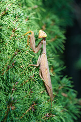 Macro of brown female European Mantis or Praying Mantis in natural habitat. Mantis Religiosa looking at camera and sits on branches of Picea glauca Conica