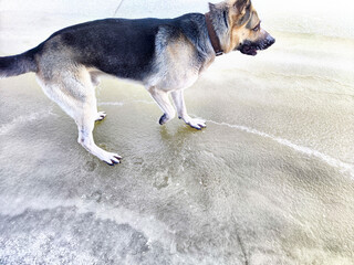 A shepherd dog on the melting ice of a river or lake in spring or autumn. Dangerous access to the...