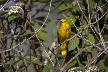 The yellow warbler (Setophaga petechia)