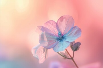 close up dreamy one flower with gradient pastel background, flora vertical wallpaper collection set
