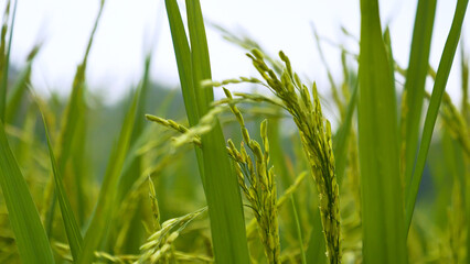 Rice Field Green agriculture ecosystem Asian rice paddy field Vietnam green farm. Harvest agriculture planting cultivation golden green rice terraces in organic farm with tropical natural sunrise.