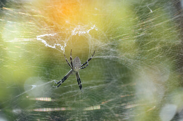 Banner Spider web poisonous animal beauty in nature with copy space. Panorama Black spider netting silk web spiral in sunlight summer vibrant color. Poison animal wildlife green nature backgrounds