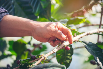 Man Hands harvest coffee bean ripe Red berries plant fresh seed coffee tree growth in green eco organic farm. Close up hands harvest red ripe coffee seed robusta arabica berry harvesting coffee farm - obrazy, fototapety, plakaty