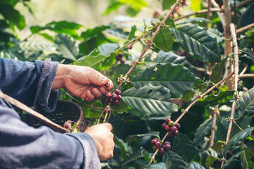 Man Hands harvest coffee bean ripe Red berries plant fresh seed coffee tree growth in green eco...