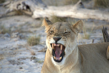 lioness showing teeth