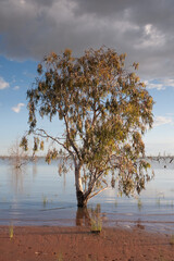 Eucalyptus Tree on  Lake Pamamaroo Campground, Menindee, NSW, Australia