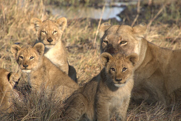 African Lion Family