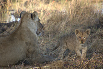 Lion Cub Looking At Lioness Mom