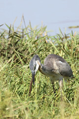 Schwarzhalsreiher und Mosambik-Speikobra / Black-headed heron and Mozambique spitting cobra / Ardea melanocephala et Naja mossambica..