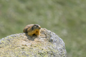 Naklejka na ściany i meble An alpine marmot sitting on a rock on a sunny day in summer