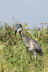 Schwarzhalsreiher und Mosambik-Speikobra / Black-headed heron and Mozambique spitting cobra / Ardea...