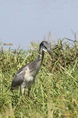 Schwarzhalsreiher und Mosambik-Speikobra / Black-headed heron and Mozambique spitting cobra / Ardea melanocephala et Naja mossambica..