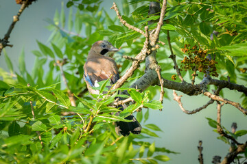 Eurasian Jay sitting in a tree on a sunny day in summer - Powered by Adobe