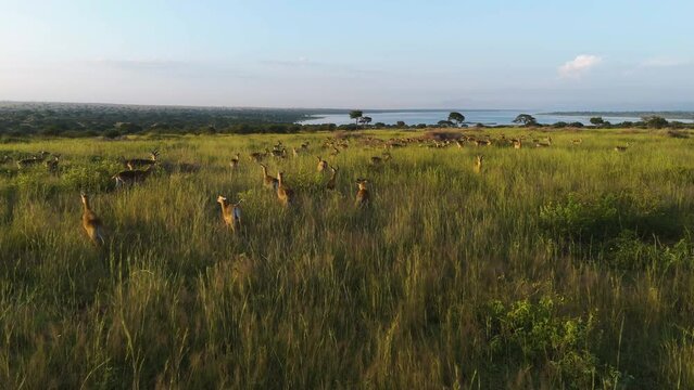Drone tracking (Nanger granti) Gazelle, running across savannah, sunset in Uganda
