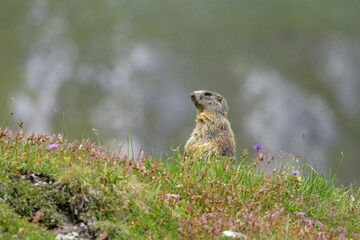 Naklejka na ściany i meble An alpine marmot in a meadow on a sunny day in summer