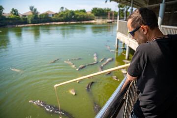 Crocodile feeding or fishing in Crocodile farm in Pattaya, Thailand