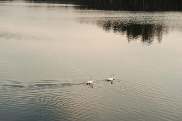 CECEBRE RESERVOIR, WILDLIFE