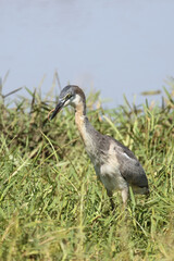 Schwarzhalsreiher und Mosambik-Speikobra / Black-headed heron and Mozambique spitting cobra / Ardea...