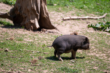 A wild boar urinating