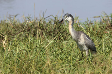 Schwarzhalsreiher und Mosambik-Speikobra / Black-headed heron and Mozambique spitting cobra / Ardea melanocephala et Naja mossambica..