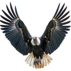 Obraz premium Wild White Backed Vulture Spreading Wings On White Background, Illustrations Images