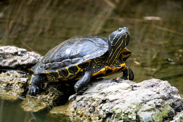 Tortue