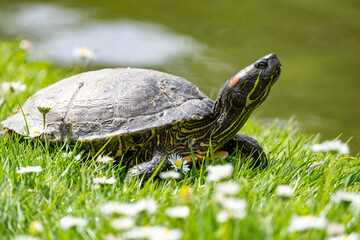 Tortue dans l'herbe