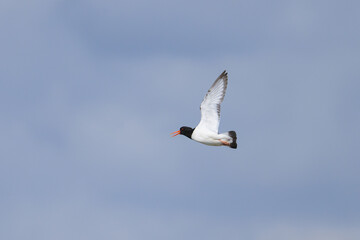 A Eurasian Oystercatcher flying over the beach