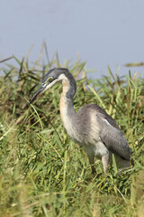 Schwarzhalsreiher / Black-headed heron / Ardea melanocephala