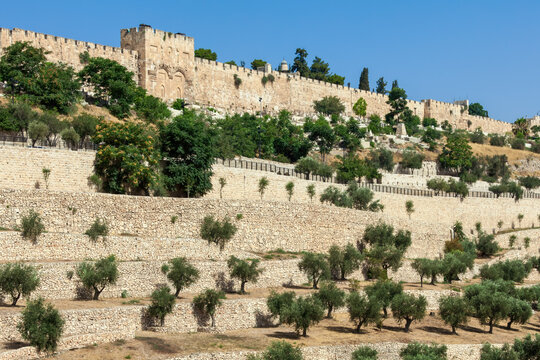 Olive trees and ancient walls surrounding Old City of Jerusalem.