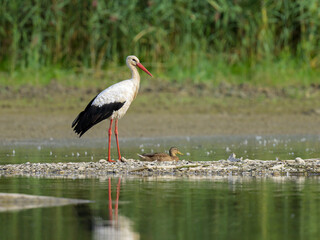A White Stork standing near a pond