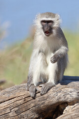 Grüne Meerkatze / Vervet monkey / Cercopithecus aethiops .