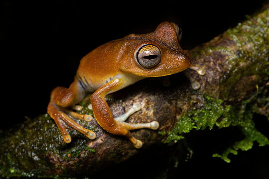 Closeup of a Convict Treefrog (Hypsiboas calcaratus) in its environment in Ecuador. Rana arb&oacute;rea de espolones.