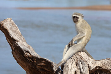 Grüne Meerkatze / Vervet monkey / Cercopithecus aethiops .