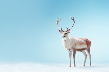 Stunning Deer Headshot - Antlered Deer Standing in the Snow