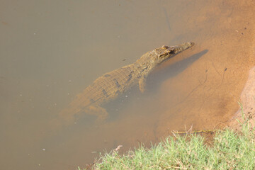 Nilkrokodil / Nile crocodile / Crocodylus niloticus.