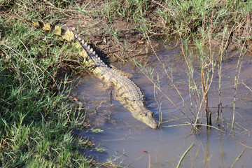 Nilkrokodil / Nile crocodile / Crocodylus niloticus.