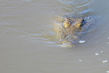 Nilkrokodil / Nile crocodile / Crocodylus niloticus