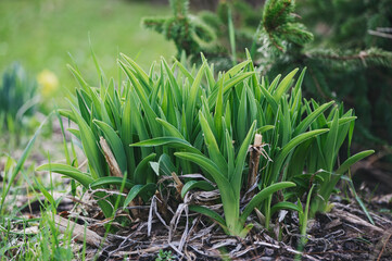 day-lily first sprouts in spring garden. New beginnings in the backyard.